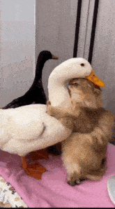 cat-hug.gif
